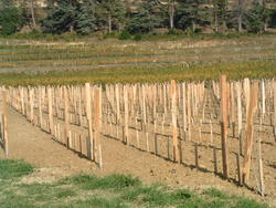 installation_piquets_vigne.JPG